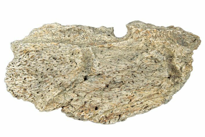Dinosaur (Triceratops) Frill Shield Section - Montana #323846